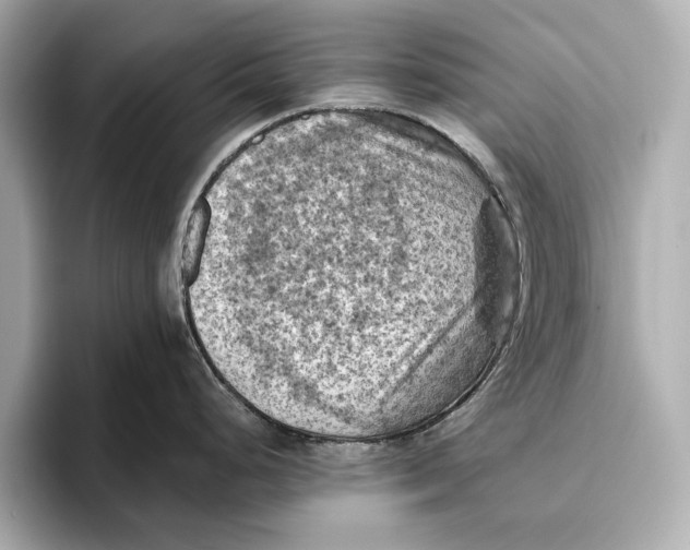 X0000096641248200802261251