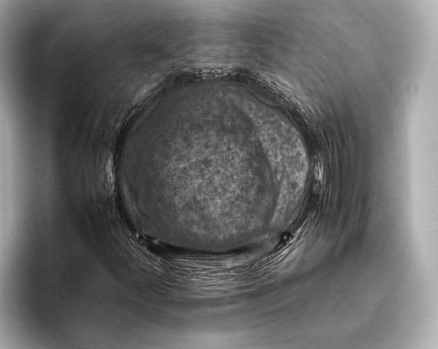 X0000096641252200802261250