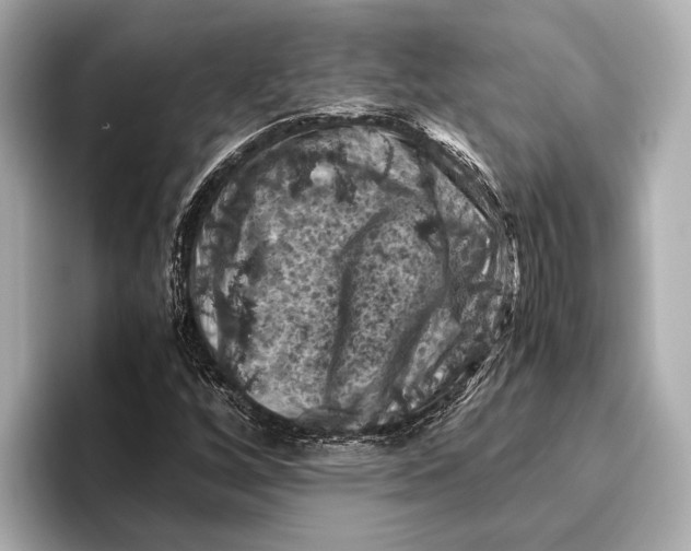 X0000096641256200802261250