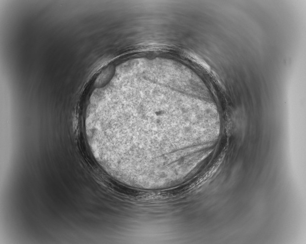 X0000096641259200802261250