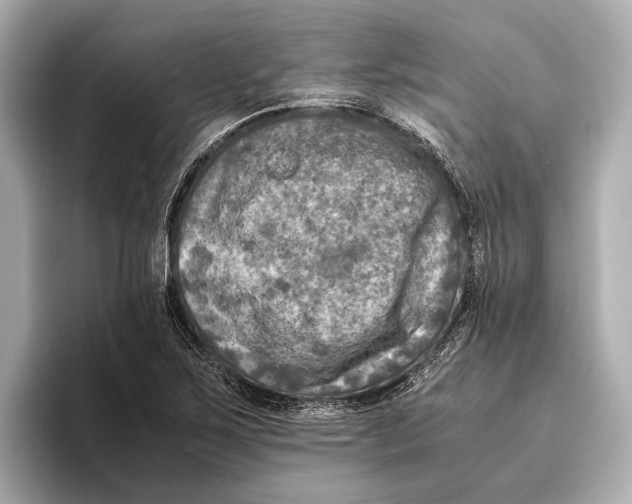 X0000096641267200802261250