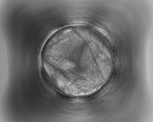 X0000096641275200802261250