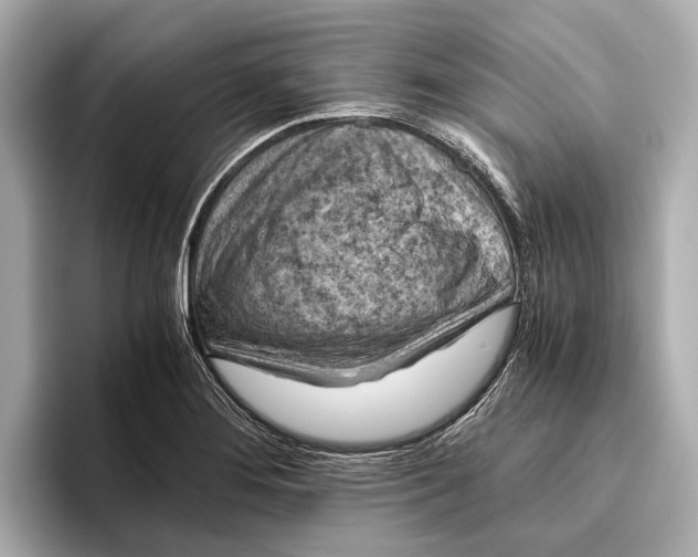 X0000096641276200802261250