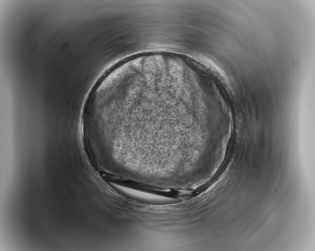 X0000096641280200802261250