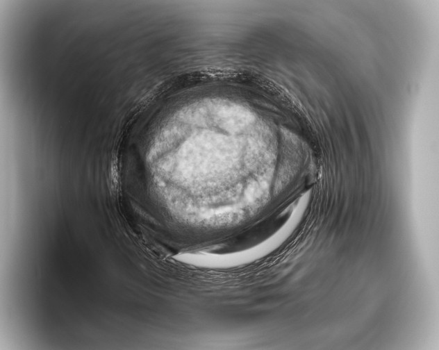 X0000096641298200802261249