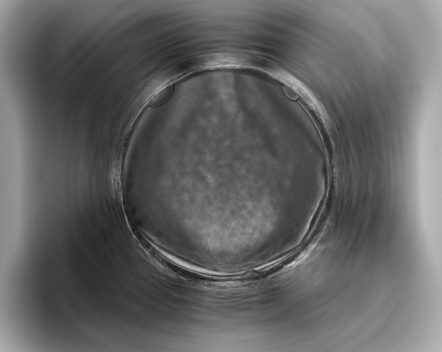 X0000096641337200802261249