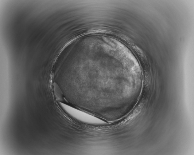 X0000096641369200802261248