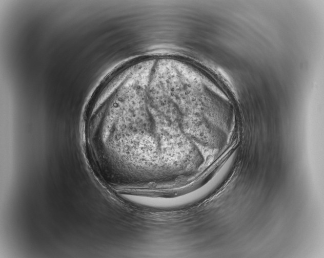 X0000096641376200802261248