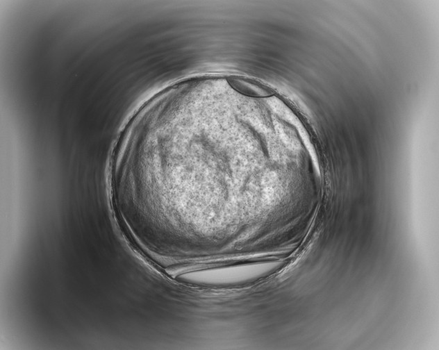 X0000096641382200802261248