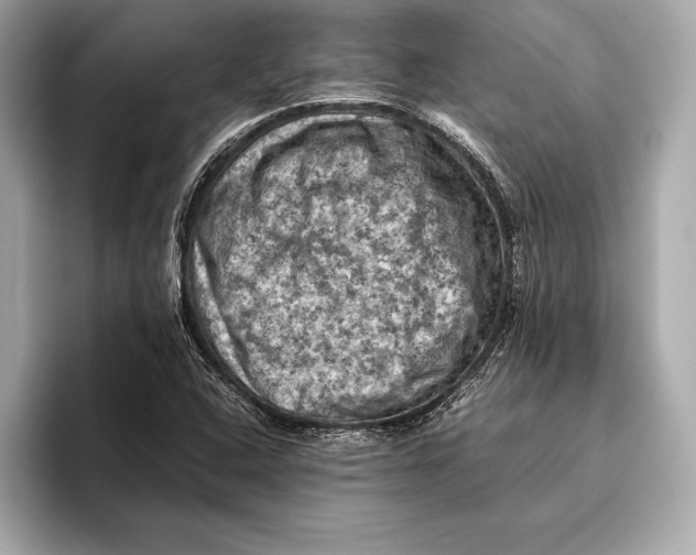 X0000096641408200802261247