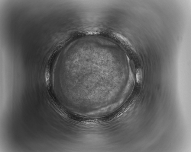 X0000096641444200802261247