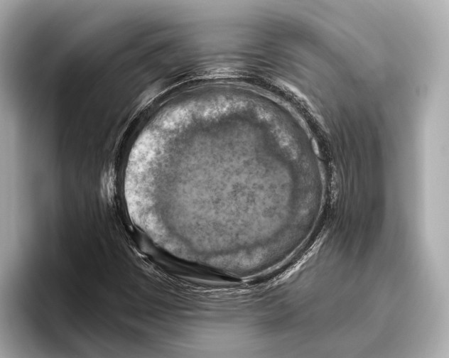 X0000096641449200802261247