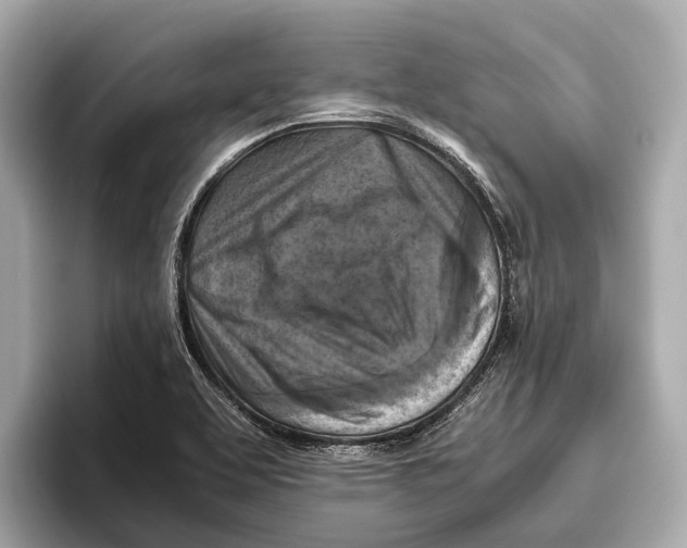 X0000096641463200802261247