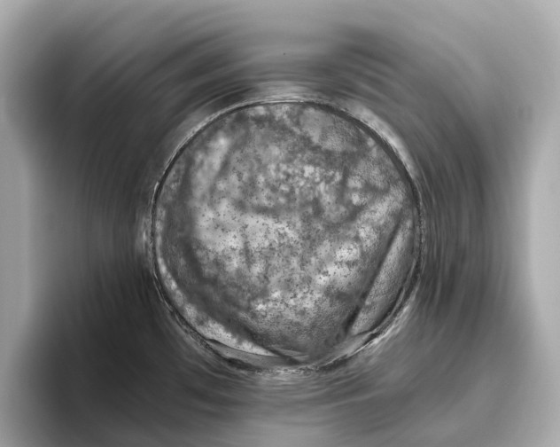 X0000096641481200802261247