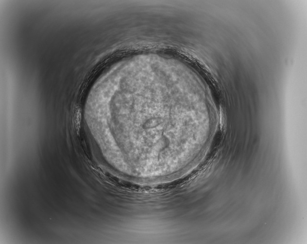 X0000096641492200802261246