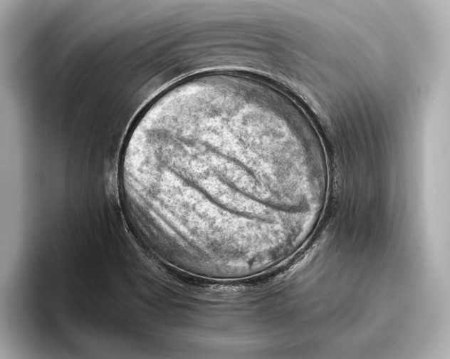 X0000096641513200802261246