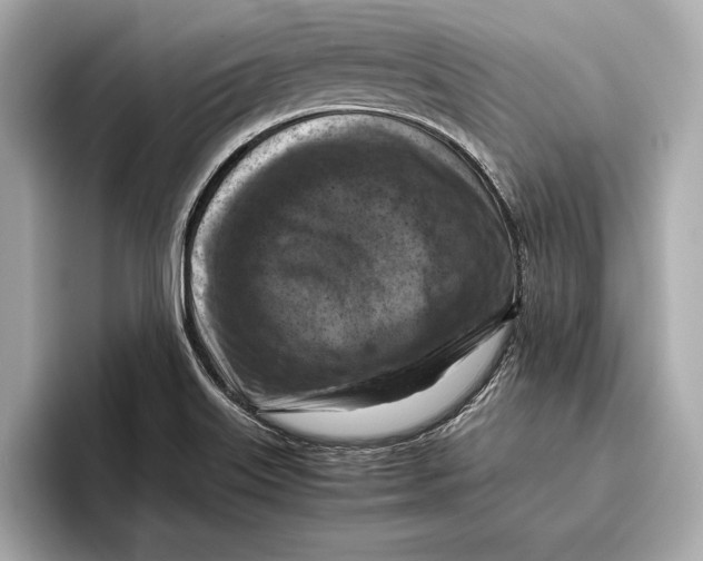 X0000096641515200802261246