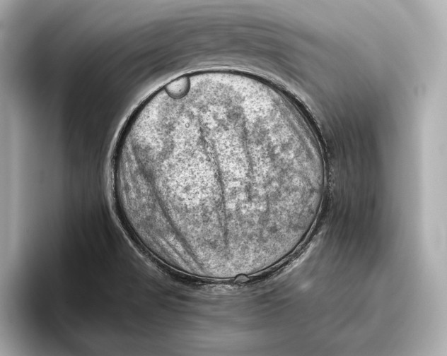 X0000096641517200802261246