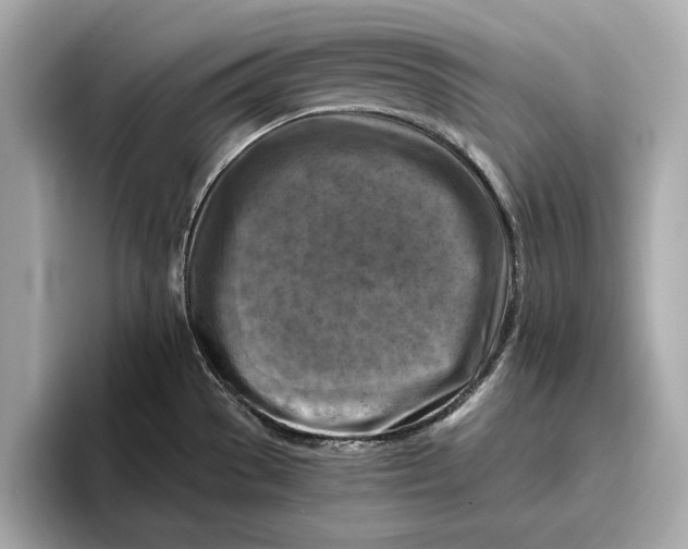 X0000096641529200802261246