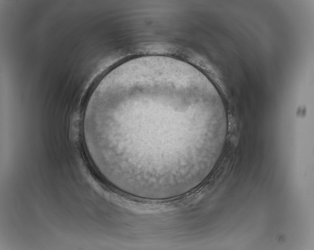 X0000096640012200803041137