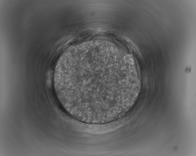 X0000096640026200803041136