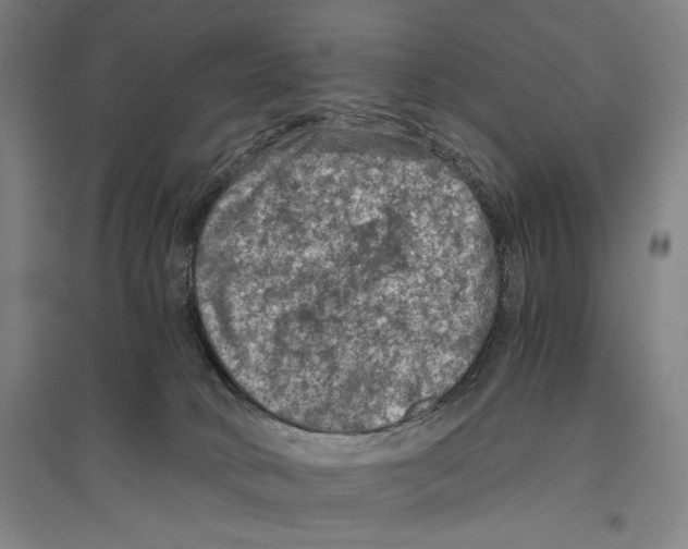 X0000096640034200803041136