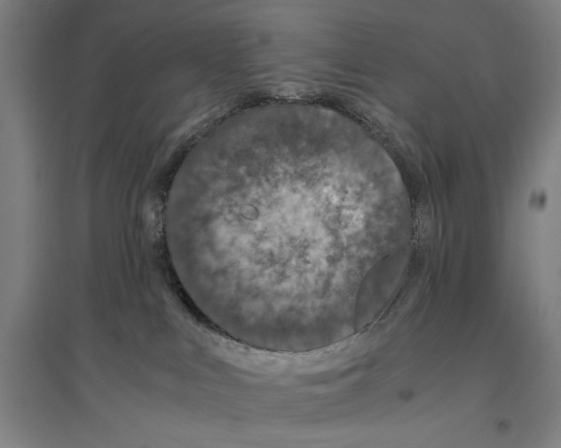 X0000096640043200803041136