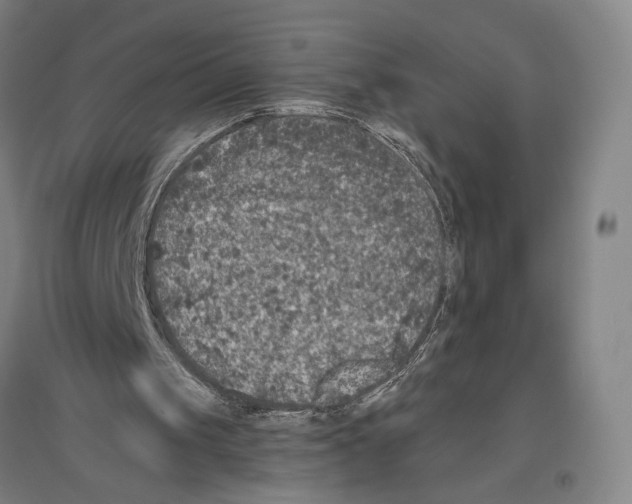 X0000096640049200803041135