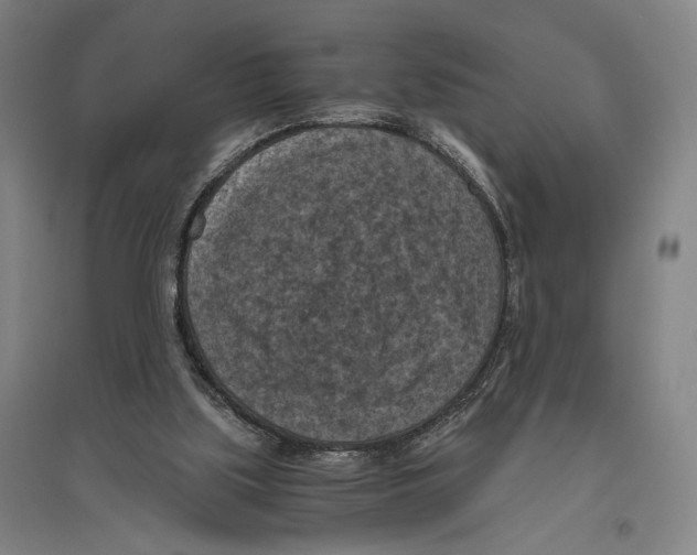 X0000096640059200803041136