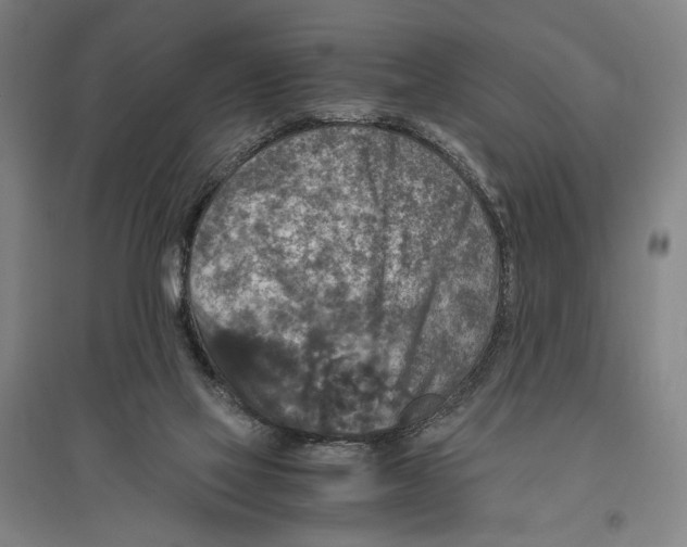 X0000096640069200803041136