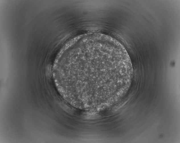 X0000096640093200803041136