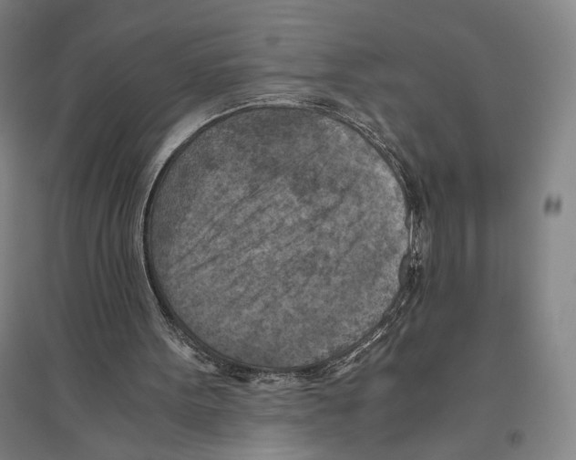 X0000096640099200803041135