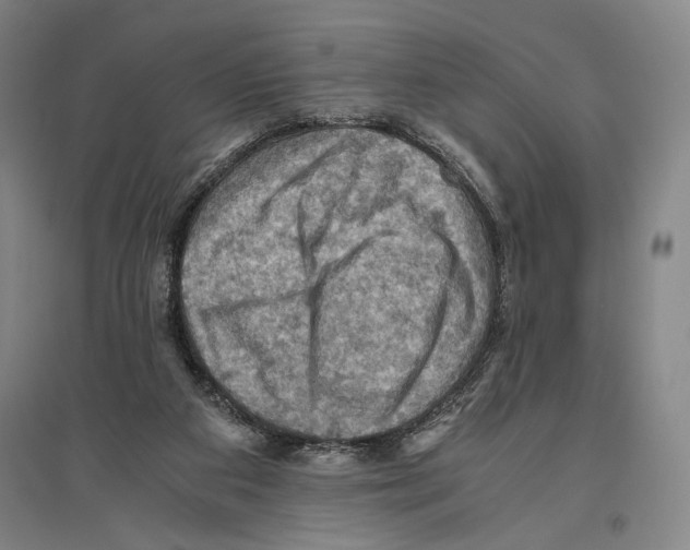 X0000096640113200803041135