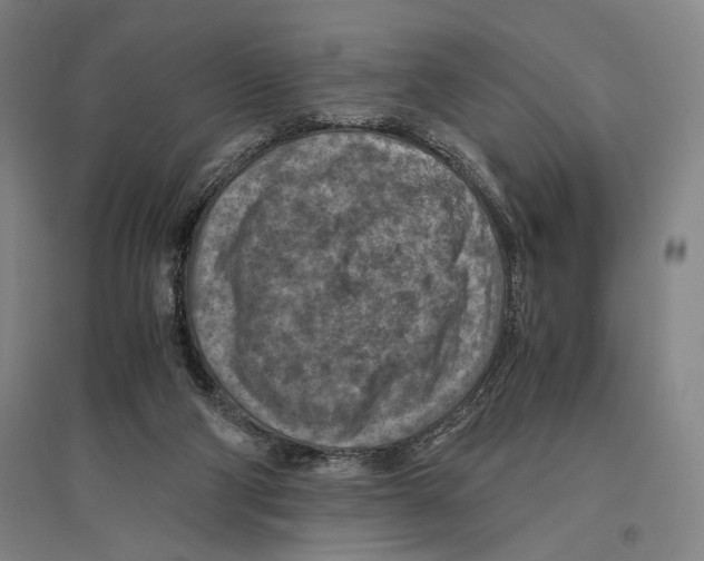 X0000096640114200803041135