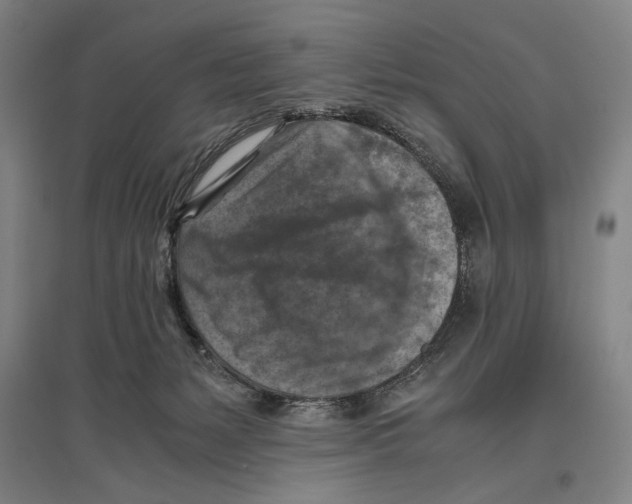 X0000096640127200803041135