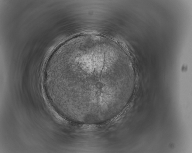 X0000096640145200803041134