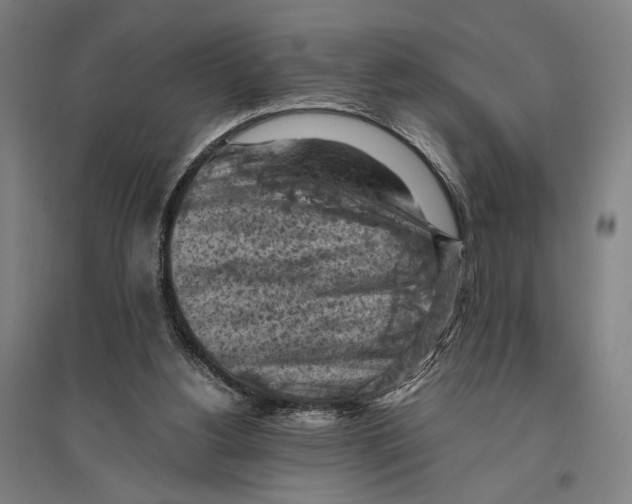 X0000096640156200803041134