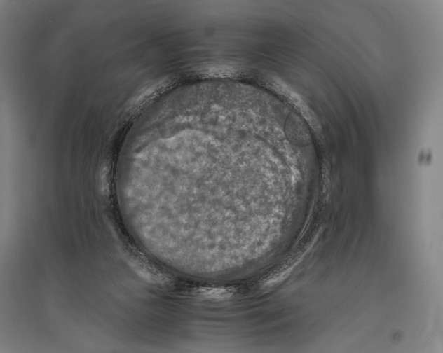 X0000096640161200803041134