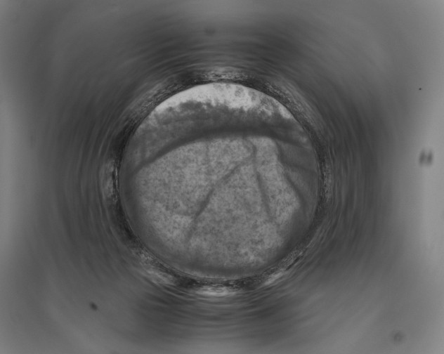 X0000096640169200803041135