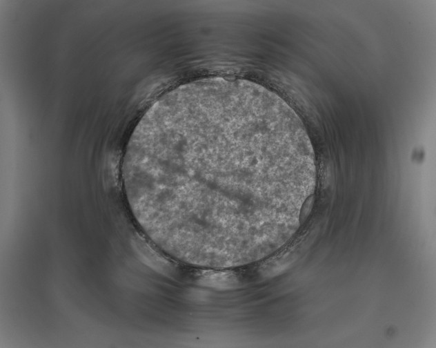 X0000096640185200803041135