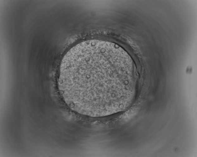 X0000096640192200803041135