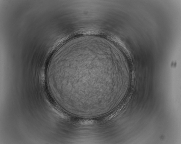 X0000096640202200803041134