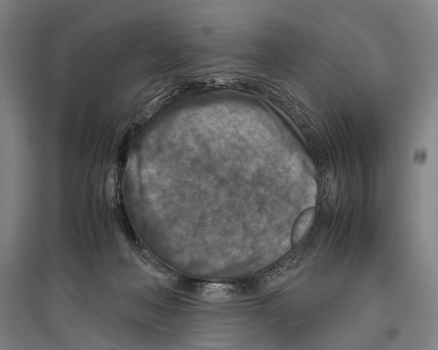 X0000096640222200803041134