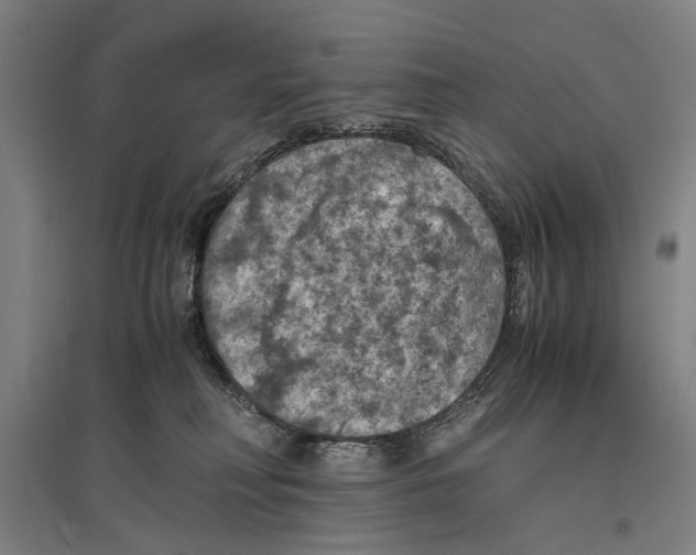 X0000096640230200803041133