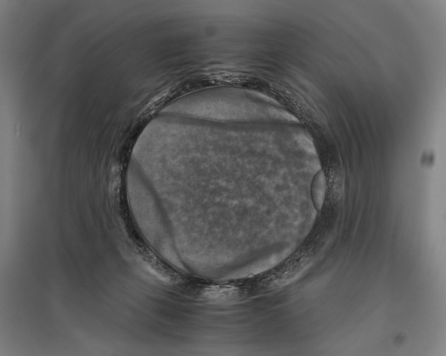 X0000096640271200803041133