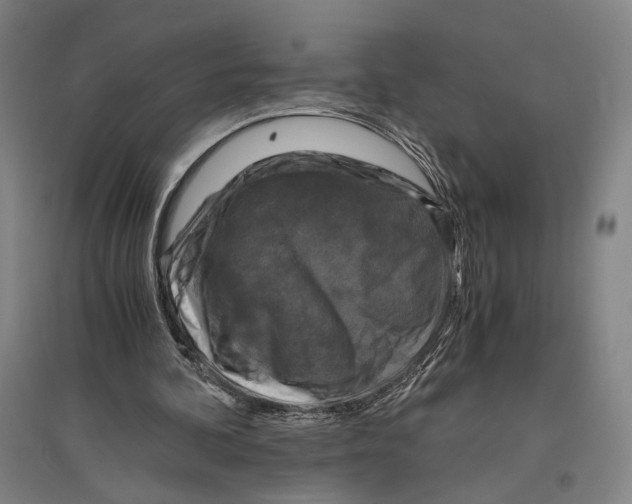 X0000096640292200803041133