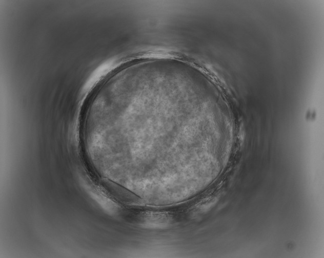 X0000096640296200803041133