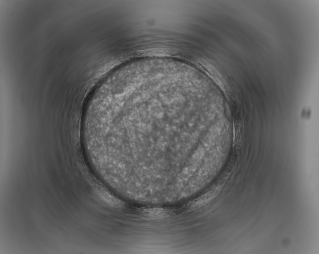 X0000096640301200803041133