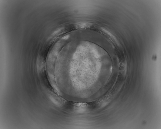 X0000096640324200803041132