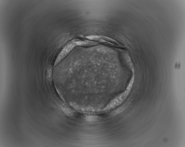 X0000096640336200803041132